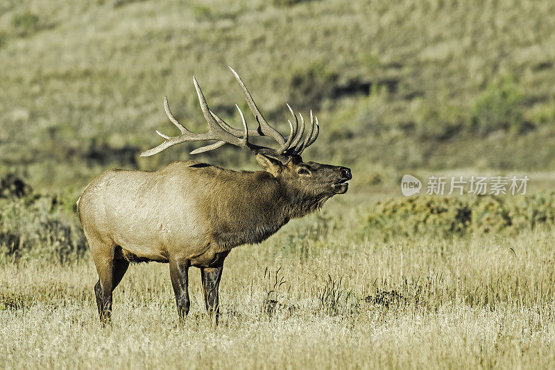 雄性落基山麋鹿(Cervus canadensis nelsoni)是在落基山和黄石国家公园发现的麋鹿的一个亚种。在有鹿角的秋天和发情期。